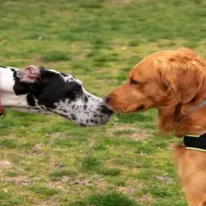 Best_Dog_Collar _for_Pulling