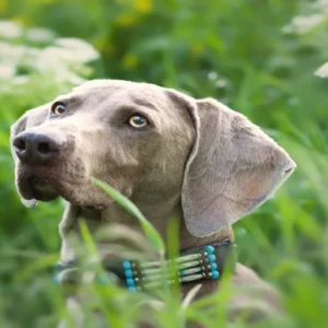 Cute-Dog-Collars