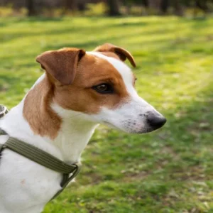 Are-leather-collars-safe- for-dogs