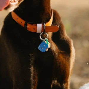 What_is_the_Best_ Material_for_Outdoor_Dog _Collars?