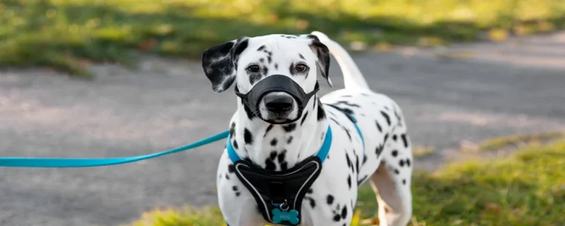 Best Shock Collars for Large Dogs