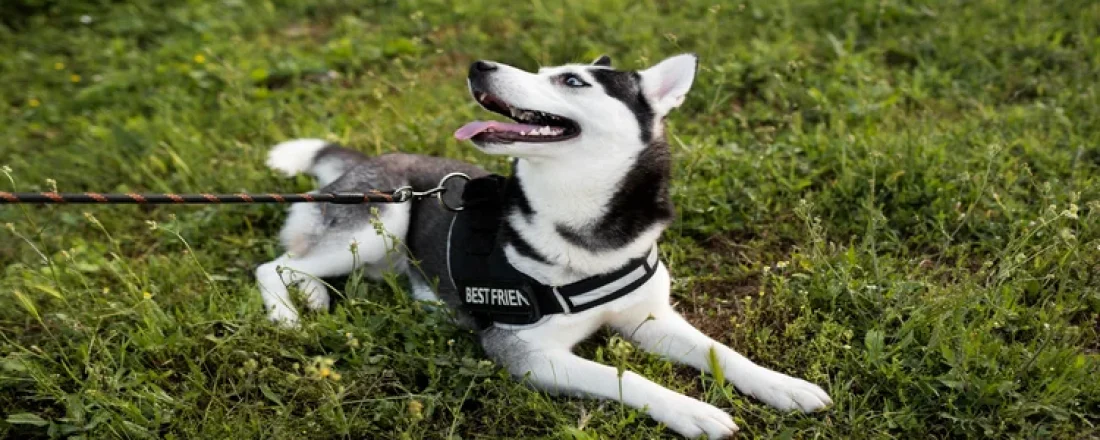 Best-Bark-Collars-for- Small-Dogs